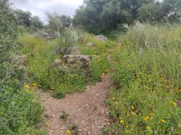 Flora del Cerro Masatrigo